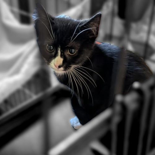 Meatball (READ!), Baby American Shorthair / Mixed (short coat), cat for adoption in Annapolis, Maryland