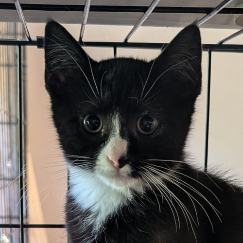 Meatball (READ!), Baby American Shorthair / Mixed (short coat), cat for adoption in Baltimore, Maryland