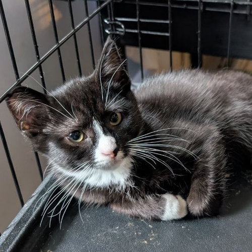 Meatball (READ!), an adoptable American Shorthair in Baltimore, MD