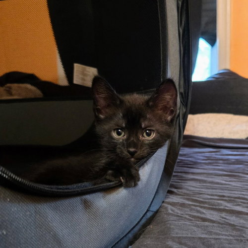 Nyx photo 2