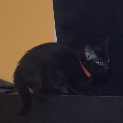 Nyx photo 5