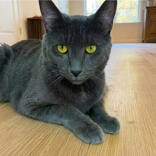 Winbert, an adoptable American Shorthair in Baltimore, MD