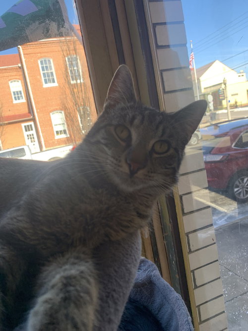 Kai, Baby Domestic Short Hair / Mixed (short coat), cat for adoption in Hermann, Missouri
