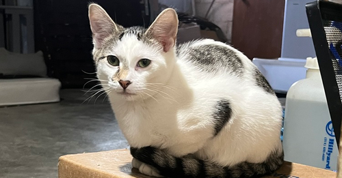 Dreamer, Baby Domestic Short Hair / Mixed, cat for adoption in Hermann, Missouri