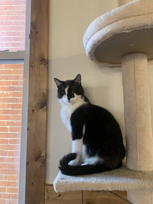 Phoenix, an adoptable Domestic Short Hair in Hermann, MO