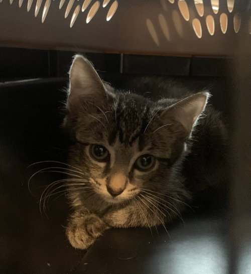 Milo, Baby Domestic Short Hair / Mixed (short coat), cat for adoption in Hermann, Missouri