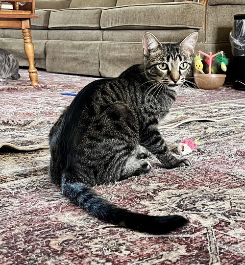 Milo