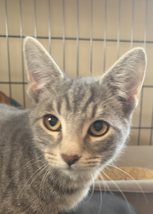 Max, Baby Domestic Short Hair / Mixed (short coat), cat for adoption in Hermann, Missouri