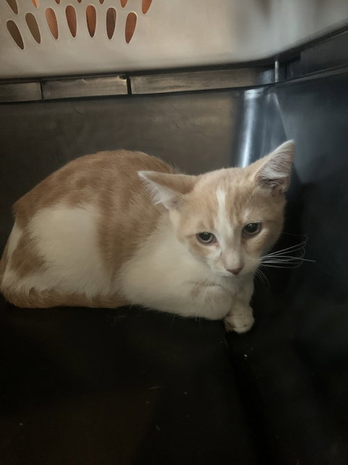 Loki, Baby Domestic Short Hair / Mixed (short coat), cat for adoption in Hermann, Missouri