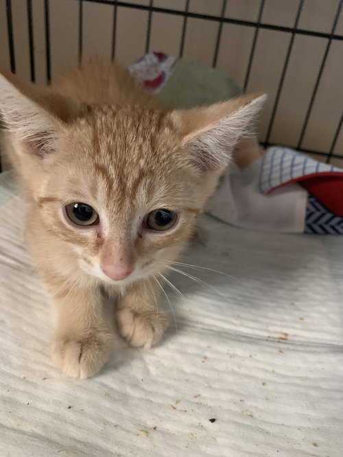 Mika, Baby Domestic Short Hair / Mixed (short coat), cat for adoption in Hermann, Missouri