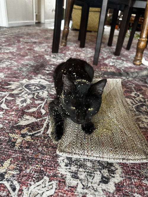 Jasmine, an adoptable Domestic Short Hair in Hermann, MO