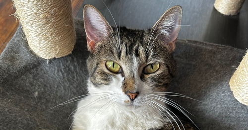 Gracie, an adoptable Domestic Short Hair in Hermann, MO