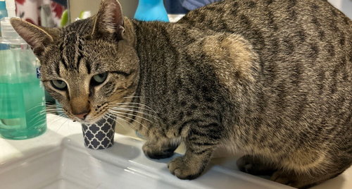 Colby, an adoptable Domestic Short Hair in Hermann, MO