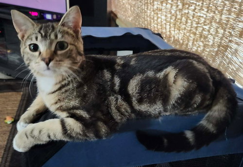 Quigley, an adoptable Domestic Short Hair in Hermann, MO