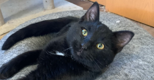 Jax, an adoptable Domestic Short Hair in Hermann, MO