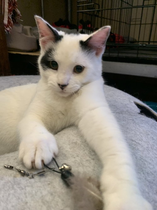 Rocco, an adoptable Domestic Short Hair in Hermann, MO