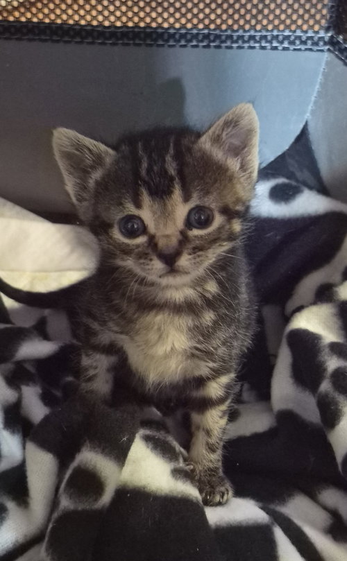 Daisy, Baby Domestic Short Hair / Domestic Short Hair / Mixed (short coat), cat for adoption in St. Peters, Missouri