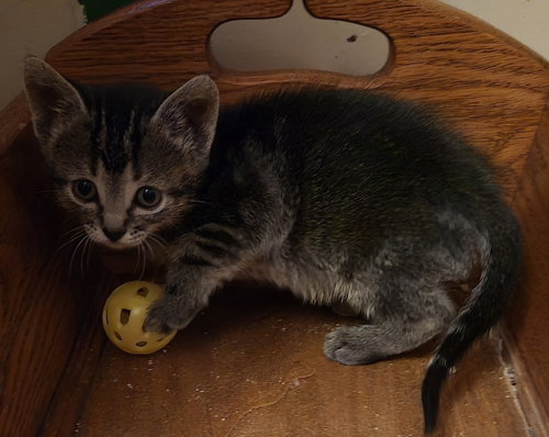 Daisy, Baby Domestic Short Hair / Domestic Short Hair / Mixed (short coat), cat for adoption in Hermann, Missouri