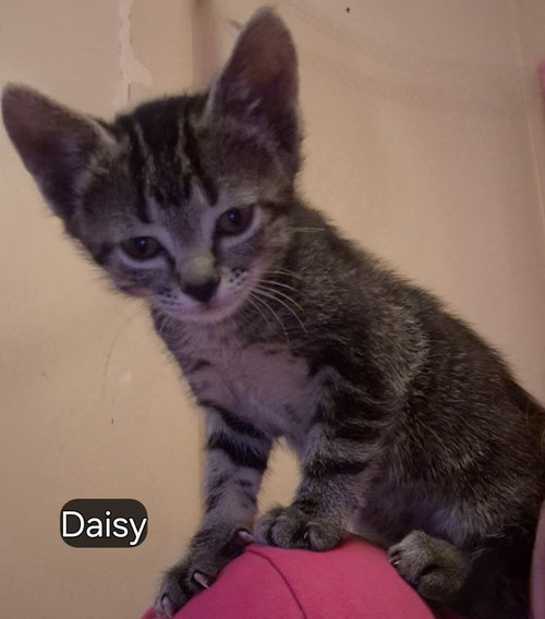 Daisy, an adoptable Domestic Short Hair in Hermann, MO