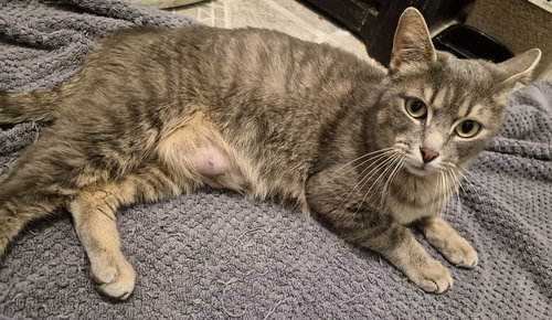 Gidget, Adult Domestic Short Hair (short coat), cat for adoption in Hermann, Missouri