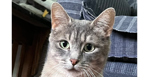 Gidget, an adoptable Domestic Short Hair in Hermann, MO