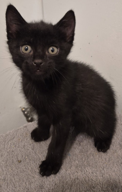 Bear, Baby Domestic Short Hair (short coat), cat for adoption in Hermann, Missouri