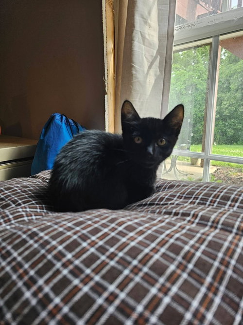 Bear, Baby Domestic Short Hair (short coat), cat for adoption in Jefferson City, Missouri