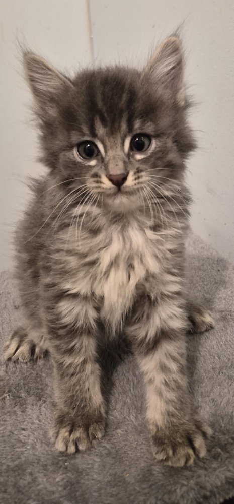 Willow, Baby Domestic Medium Hair (long coat), cat for adoption in Hermann, Missouri