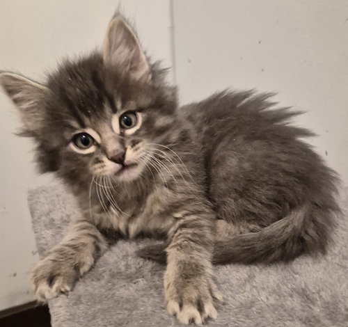 Scruffy, Baby Domestic Medium Hair (long coat), cat for adoption in Hermann, Missouri