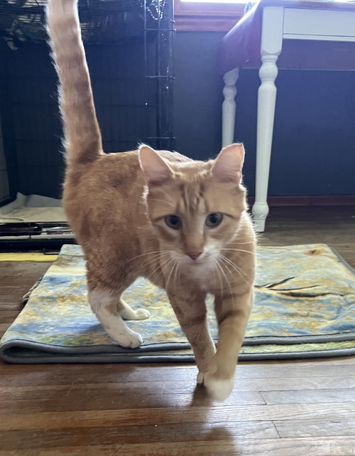 Molly, an adoptable Domestic Short Hair in Hermann, MO