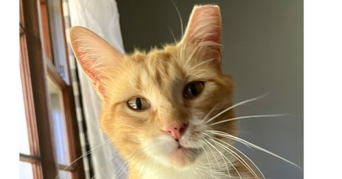 Molly, an adoptable Domestic Short Hair in Hermann, MO