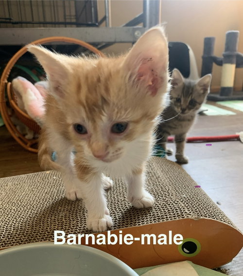 Barnabie, Baby Domestic Medium Hair / Mixed (long coat), cat for adoption in Hermann, Missouri