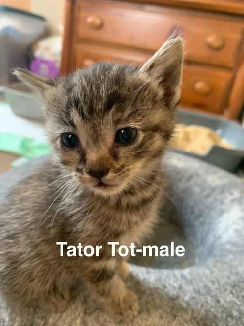 Tator Tot, Baby Domestic Short Hair / Mixed (short coat), cat for adoption in Hermann, Missouri