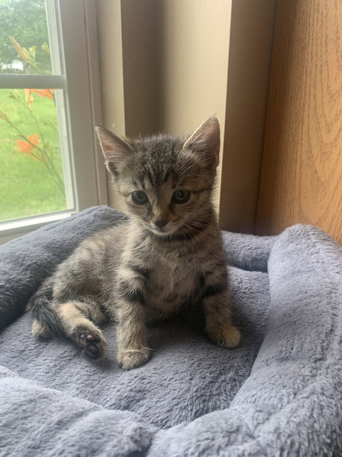 Tator Tot, Baby Domestic Short Hair / Mixed (short coat), cat for adoption in Hermann, Missouri