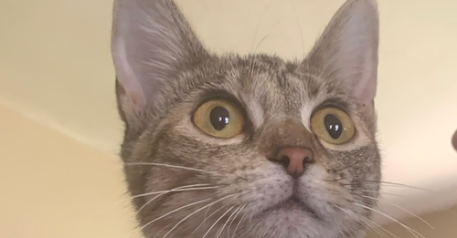 Marty, Baby Domestic Short Hair / Mixed (short coat), cat for adoption in Hermann, Missouri