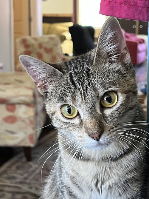 Marty, Baby Domestic Short Hair / Mixed (short coat), cat for adoption in Hermann, Missouri