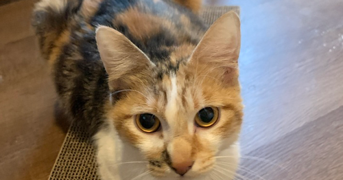 Sabrina, Adult Domestic Short Hair / Mixed (short coat), cat for adoption in Hermann, Missouri