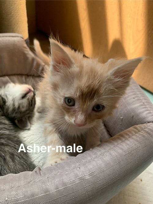 Asher, Baby Domestic Medium Hair / Mixed (long coat), cat for adoption in Hermann, Missouri