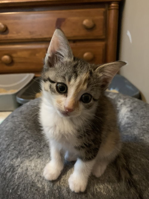 Bella, Baby Domestic Short Hair / Mixed (short coat), cat for adoption in Hermann, Missouri