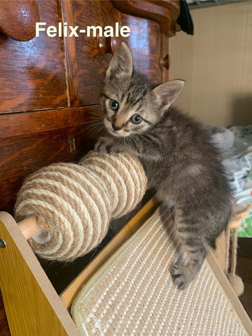 Felix, Baby Domestic Short Hair / Mixed (short coat), cat for adoption in Hermann, Missouri