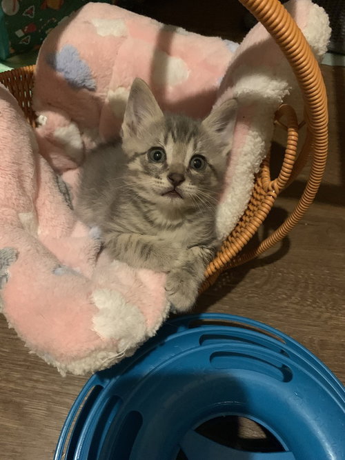 Pippin, Baby Domestic Short Hair / Mixed (short coat), cat for adoption in Hermann, Missouri