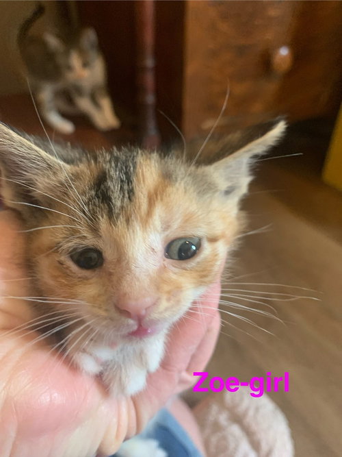 Zoe, Baby Domestic Short Hair / Mixed (short coat), cat for adoption in Hermann, Missouri