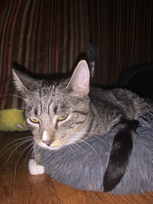 Bernie, Baby Domestic Short Hair / Mixed (short coat), cat for adoption in Hermann, Missouri