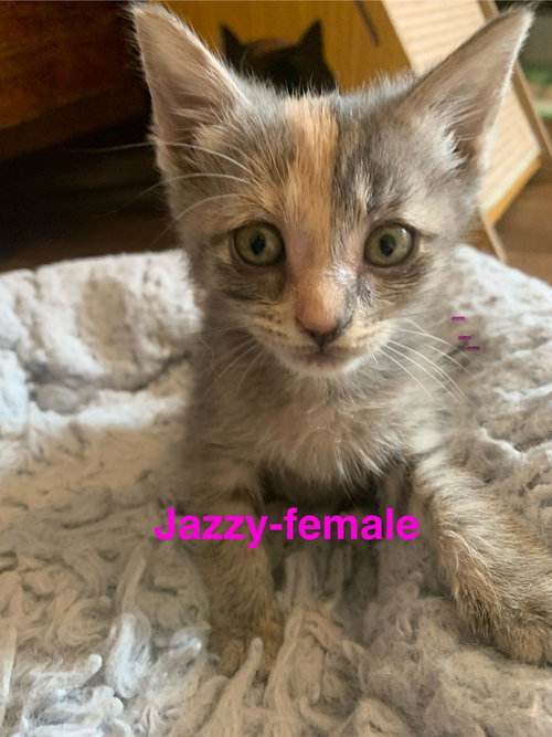 Jazzy, Baby Domestic Short Hair / Mixed (short coat), cat for adoption in Hermann, Missouri