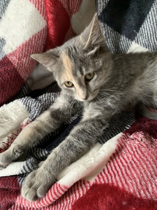 Jazzy, Baby Domestic Short Hair / Mixed (short coat), cat for adoption in Hermann, Missouri