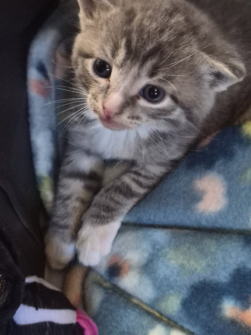 Skyler, an adoptable Domestic Short Hair in Hermann, MO