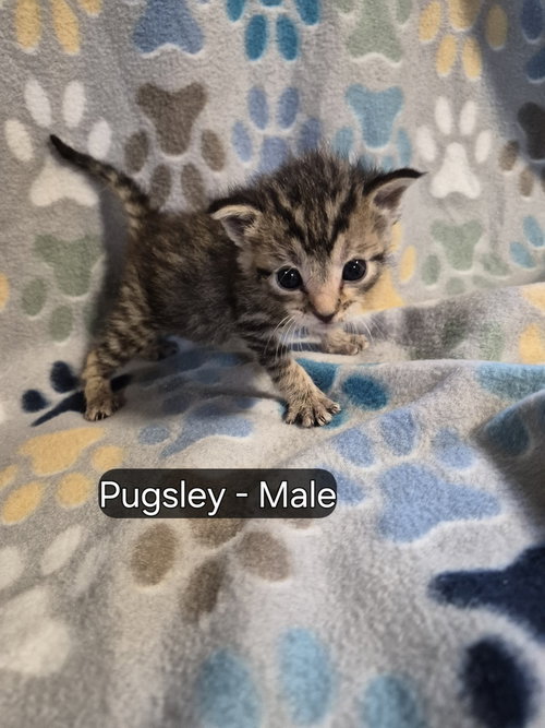 Pugsley, an adoptable Domestic Short Hair in Hermann, MO