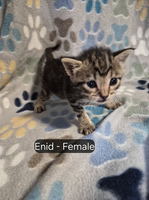 Enid, an adoptable Domestic Short Hair in Hermann, MO