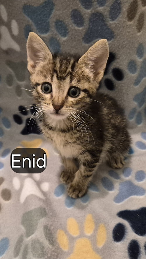 Enid, Baby Domestic Short Hair (short coat), cat for adoption in Hermann, Missouri