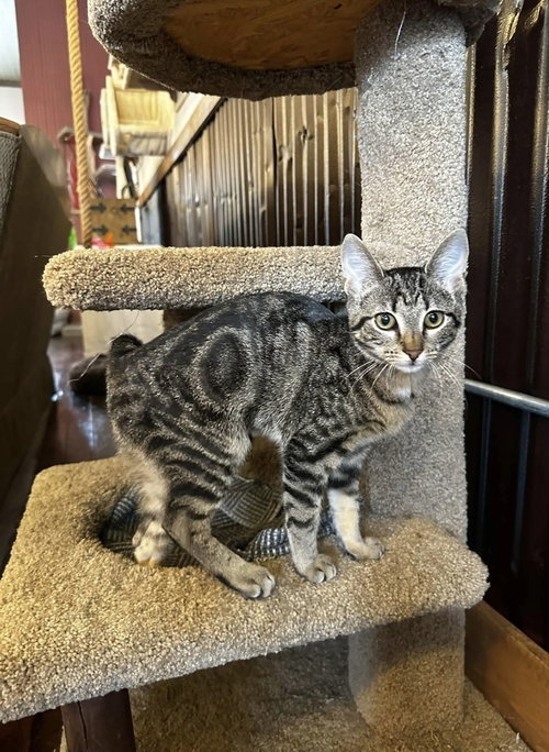 Enid, a cat for adoption from Ferals in Peril Inc